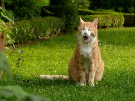 Katze auf Rasen